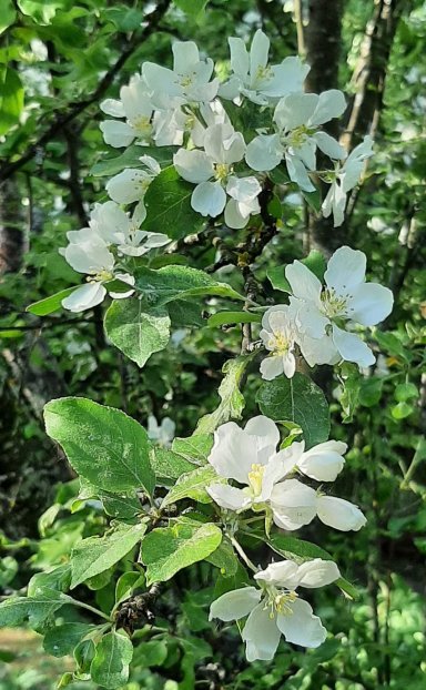 Heljä Rahikkala