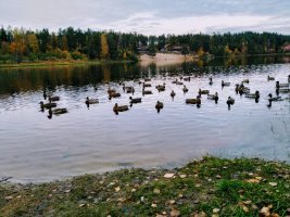 Sorsia Roslivo-joella (Ducks on the river Roslivo)