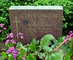 Lintonen Aune