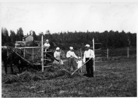 Mäkelän talon väkeä korjaamassa heinää seipäiltä. Neljällä tapilla varmistuttiin, että heinät kuivuvat hyvin seipäällä. Hanhijoen Mäkelä 1939 (Ilmari Piiroinen)