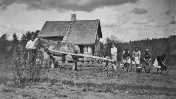 Asemasotavaiheessa noin v.1943 Kivojalla on saatu aluksi valmiiksi saunamökki . Auran varsissa on Eino Suuronen ja hevosta toppuuttelee Liikkasen Lauri. Perunoita kätkevät Jenny Suuronen, Liikkasen Sievä ja Kivojan Anni Suuronen.  