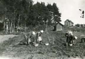 Hiiren pellolla perunoita kaivamassa