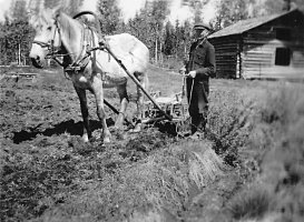 Hugo Koskelainen äestää Autioperän pellolla. 