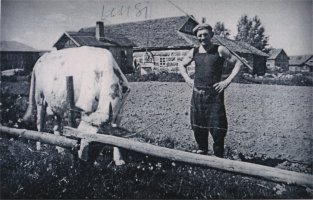 Koivulan tila oli vuonna 1889 lohkottu Huovilaisen perintötalosta Hiskias Mynttisen kahdelle pojalle, Antille ja Mikolle. Mikon tila jaettiin 1924 uudestaan niin, että Mikolle jäi tilasta pieni osa ja Juhana Mikonpojan leskelle Eeva Juhanantytär o.s. Ahokkaalle lohkottiin tilasta suurin osa. Juhana oli kuollut vuonna 1911. Eeva jatkoi tilanpitoa poikiensa Armaksen ja Antin kanssa.  Kuvassa toinen isännistä eli Antti Mynttinen ja Uus-Mynttisten navetta.