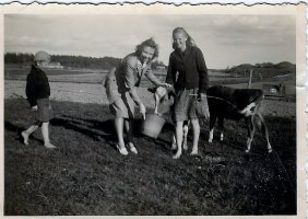 Heikkilän talon nuorta karjaa