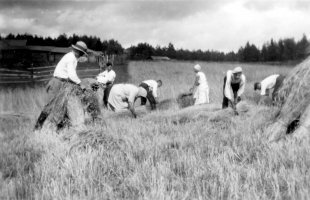 Mattilan ruislyhteet kootaan kuhilaille