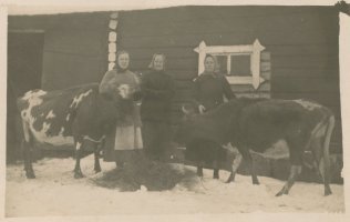 Koulun navetassa Lampenin Hilma piti ainakin kahta lehmää, joista lehmien 