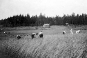 Lyhteiden ja kuhilaiden kokoamista Mälkin pellolla