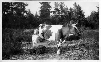 Anna Metso os. Ahokas ja Kaisa-lehmä.