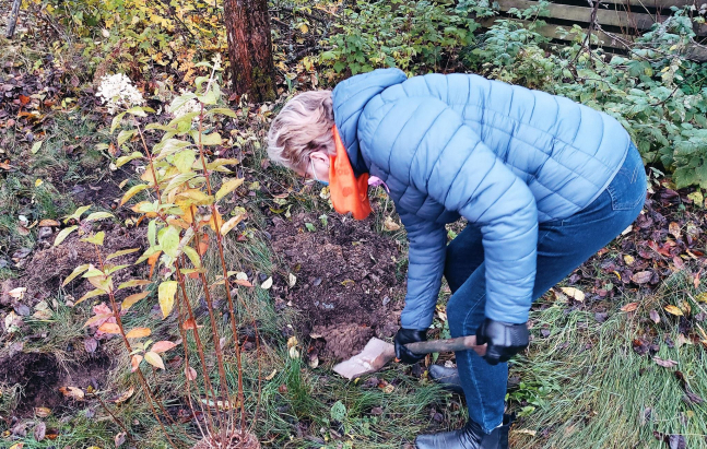 Turun Karjala-Seuran nykyinen pj. Marja-Liisa Pessinen samoissa puuhissa.