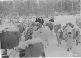 5. Lehmät evakkomatkalla Sairalan-Räisälän välillä joulukuussa 1939 (tuntematon valokuvaaja, SA-kuva)