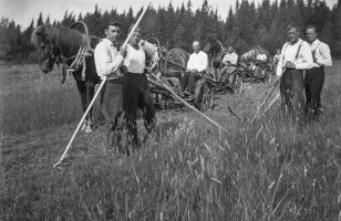 2. Evakot talkoissa Matti ja Lauri Kannisen heinäpellolla Nastolassa, 1941 (kuvaaja Liisa Pekonen, Kansatieteen kuvakokoelma, Museovirasto)