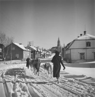 4. Naiset palaamassa karjan kanssa Kurkijoelle, 1941-1944 (valokuvaaja Pekka Kyytinen, Museovirasto)