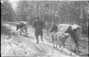 5. Siirtoväki vie karjaansa kotiin Karjalaan, 21.4.1942 (Ylikersantti Orvo Kärkönen, valokuvaaja, SA-kuva)