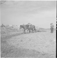 6. Karjalan mies muokkaamassa maataan palaneen talonsa raunioiden liepeillä, 16.5.1942 (Sot.virk. J.Taube, valokuvaaja, SA-kuva)