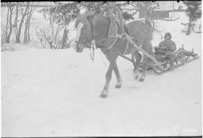 2. Kannaksen nuorin jälleenrakentaja, 8-vuotias hevosmies tukinajoon lähdössä, Kämärä 15.3.1942 (SA-kuva)