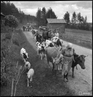 1. Karjankuljettajia evakkotiellä, 30.6.1944 (Sot.virk. Kauko Kivi, valokuvaaja, SA-kuva)