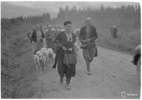 9. Karjalainen emäntä on ottanut lampaansa mukaan evakkomatkalle, 23.6.1944 (Sot.virk. Kauko Kivi, valokuvaaja, SA-kuva)