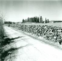 2. Pelloilta raivattuja kantoja (Museovirasto)