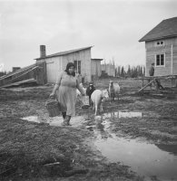 5. Suojärveltä lähtöisin oleva emäntä Akuliina Jehkonen lampaiden kera pihassa, 1954 (Pekka Kyytisen kokoelma, Kansatieteen kuvakokoelma, Museovirasto)