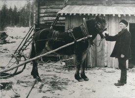 Kuva 3: Aito karjalainen rahtihevonen valjaissaan