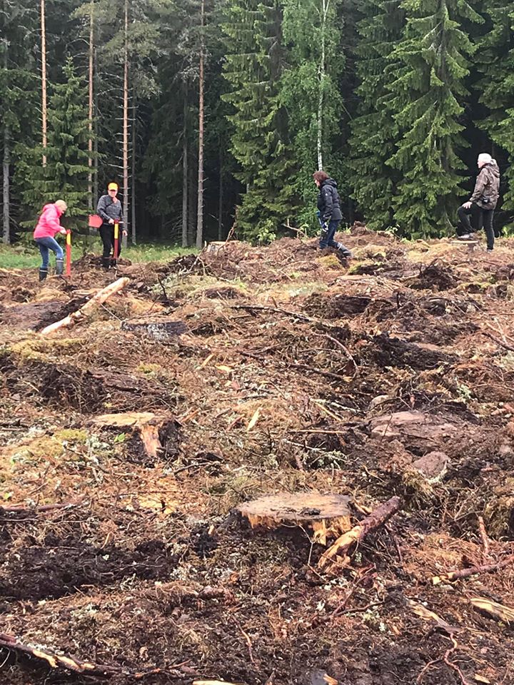 Tammelassa istutimme porukalla lähes kokonaan kuvassa olevan alueen.